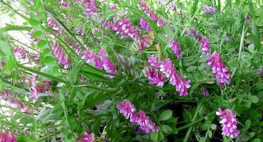 Pro jaké plodiny se vikev používá jako zelené hnojení, kdy zasít a pěstovat